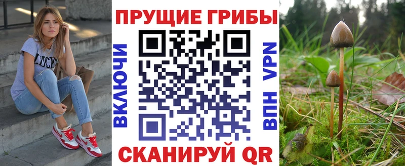 где найти   Нерчинск  Галлюциногенные грибы Psilocybe 